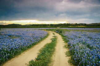 The stormy clouds gradually gathered in the sky over a trail in the middle of Bluebonnet field in Spicewood, Texas.