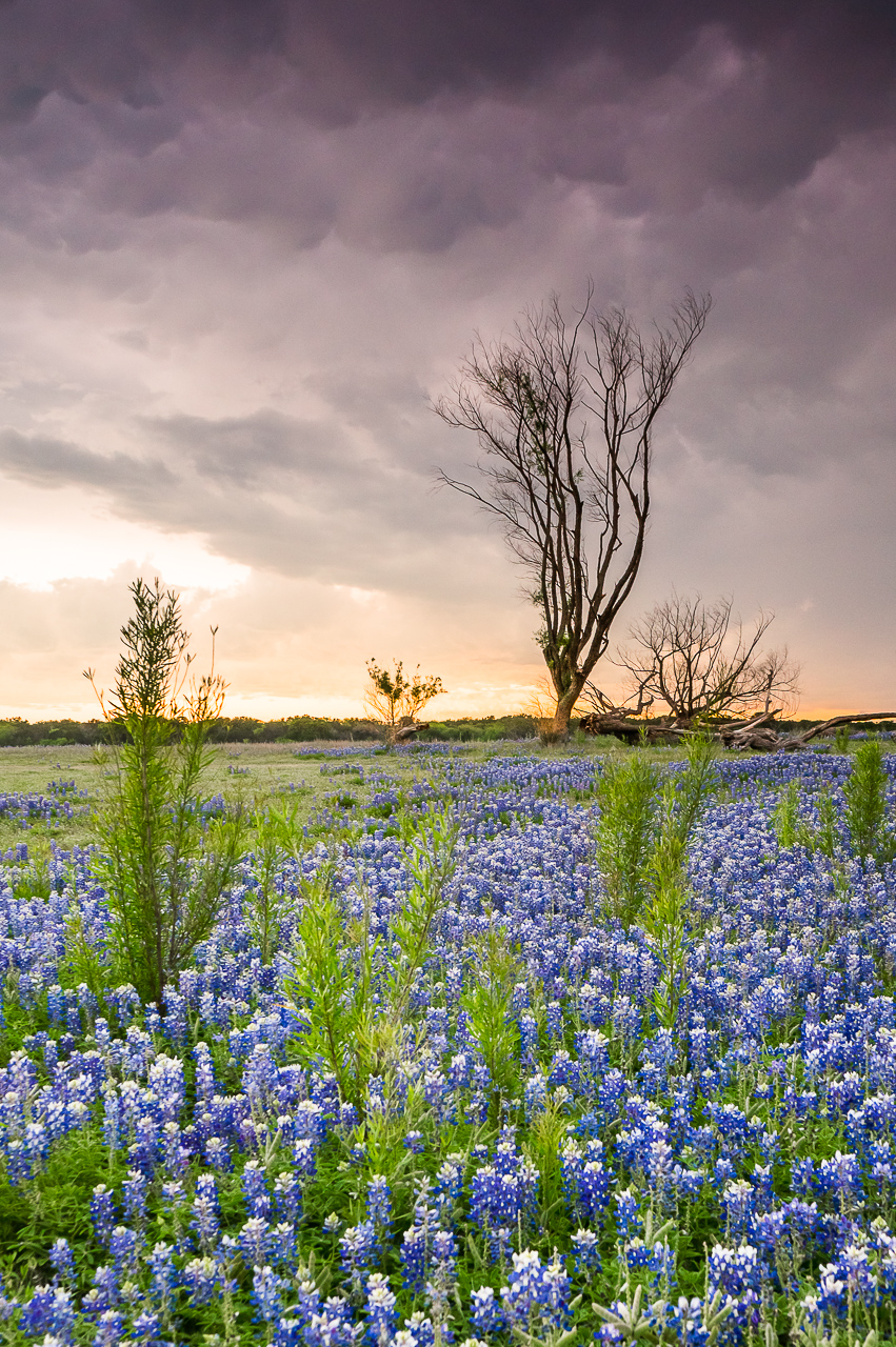 A tree looked as if it can touch the stormy clouds that were rolling into a beautiful field of bluebonnets in Spicewood, Texas.