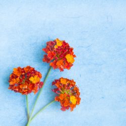 Red and orange flowers of Lantana "Dallas Red" is one of the flowers often enjoyed in many tropical and Southern gardens.