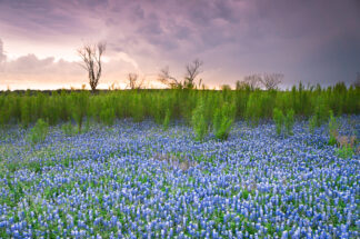 Bluebonnets and their surrounding greeneries wait for the storm rolling into the area in Spicewood, Texas.