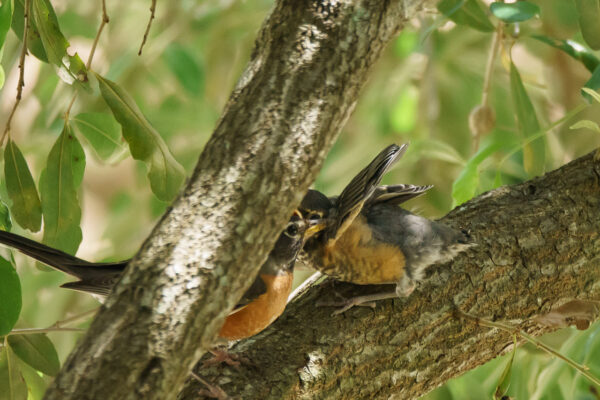 An American Robin came to feed its fledgling in our front yard.