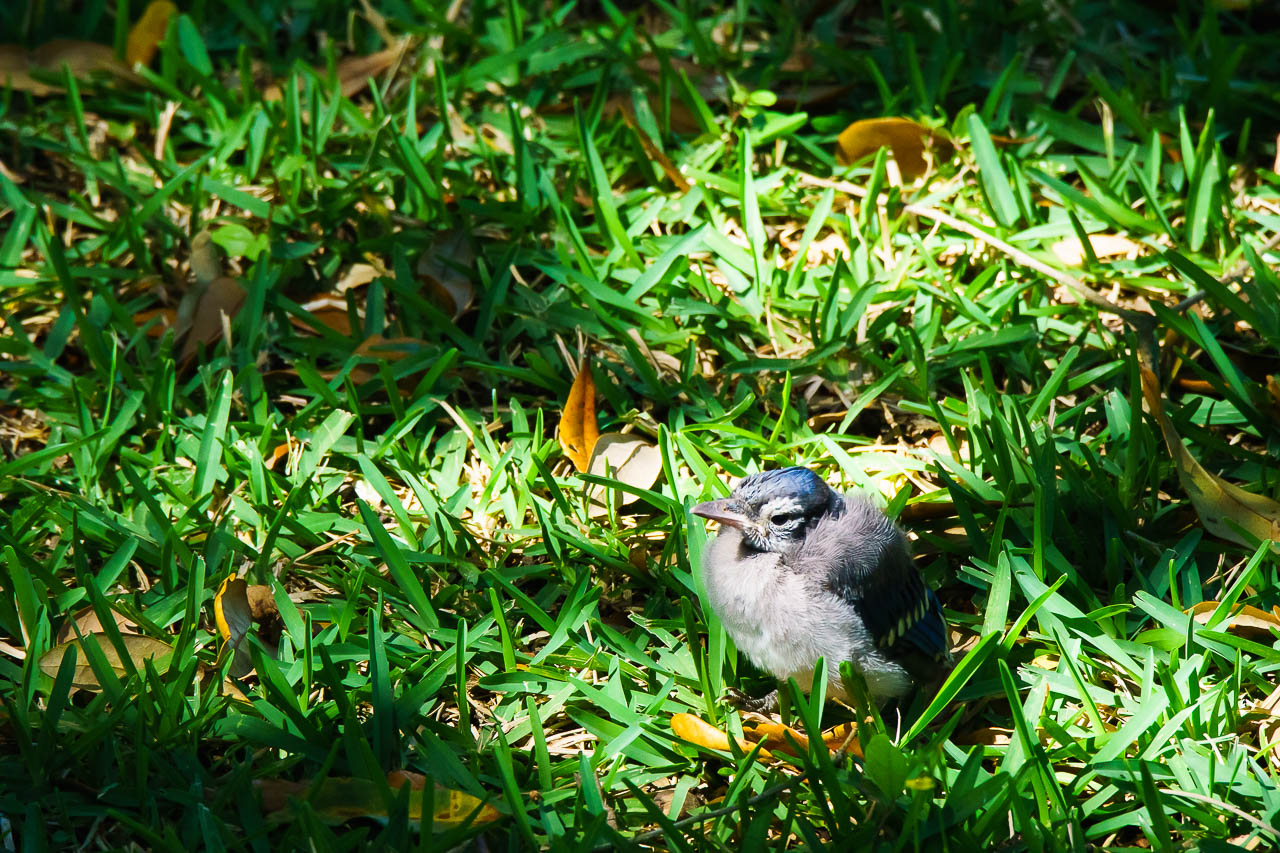 A Blue Jay fledgling was in the middle of his flight lesson under a canopy tree on a spring day in Cypress, Texas.