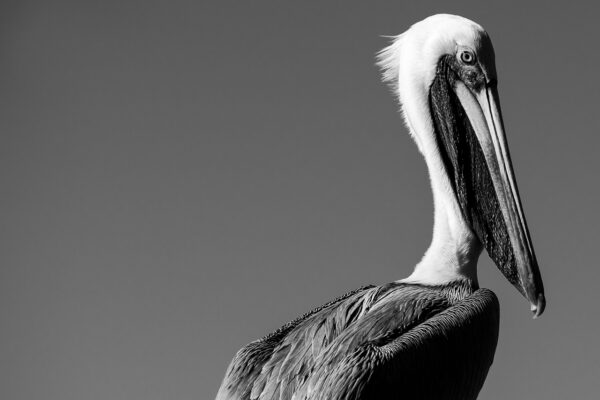 After looking far off into the distance from a dock in Ingleside, Texas, a Brown Pelican (Pelecanus occidentalis) turned his heard around to check a boat that has just took off for a fishing trip.