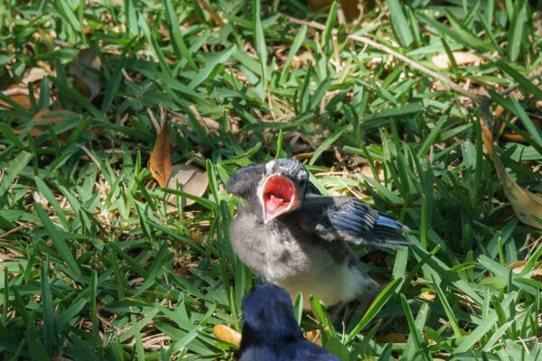 A blue jay fledgling is fed by its parent.