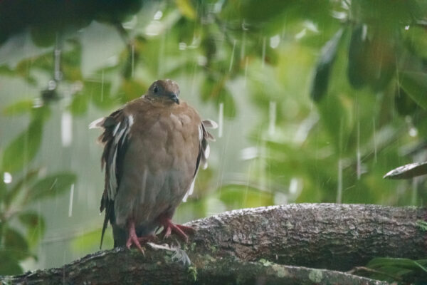 A white-winged dove takes shelter from Tropical Storm Harvey under a tree canopy in Houston, Texas, on August 27, 2017.