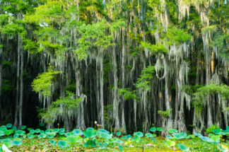 The green leaves of bald cypress trees popped out of gray spanish moss,  making the leaves look like splashes of green paint.