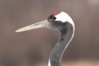 Red-crowned cranes (Grus japonensis) have a patch of red bare skin on their forehead. During the mating season, it is said the patch becomes brighter red.