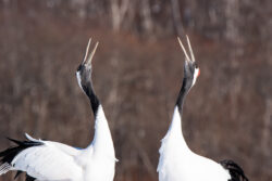 A pair of Red-crowned cranes (Grus japonensis) sing together as they mirror each other's body movements in Hokkaido, Japan.