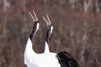 A pair of Red-crowned cranes (Grus japonensis) sing together in Hokkaido, Japan. The peak season of love is approaching.