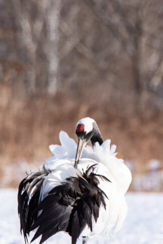 A Red-crowned crane (Grus japonensis) takes care of her feathers in the snowy landscape in Hokkaido, Japan. Regular preening keeps the plumage tidy and clean.