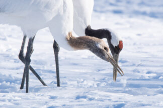 A young Red-crowned crane (Grus japonensis) digs snow to look for food with his mother in Hokkaido, Japan.