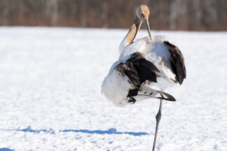A young Red-crowned crane preens its feathers in the snowy landscape in Hokkaido, Japan.
