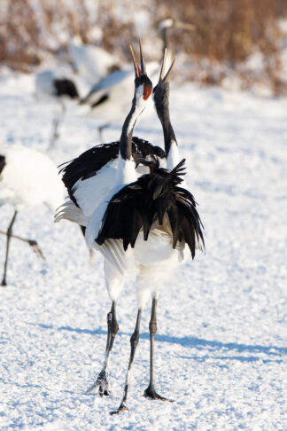 A pair of Red-crowned cranes (Grus japonensis) sing in unison as they almost wrap their bodies around each other in the snowy landscape in Hokkaido, Japan.