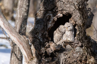 A male Yezo (Ezo) Ural Owl (Strix uralensis japonica) grooms his female partner in a tree hollow in Hokkaido, Japan. It is said that grooming (preening) is the way for owls to form stronger bonds.