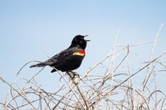 A red-winged blackbird was singing his heart out in the middle of Village Creek Drying Beds in Arlington, Texas.