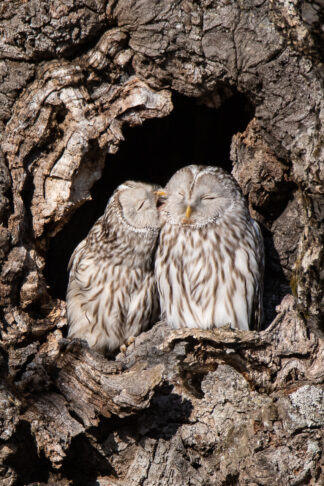 A male Yezo (Ezo) Ural Owl (Strix uralensis japonica) grooms his female partner in a tree hollow in Hokkaido, Japan. It is said that grooming (preening) is the way for owls to form stronger bonds.