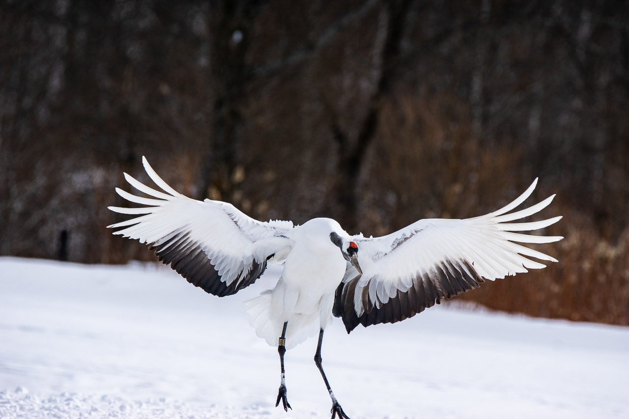 A red-crowned crane (Grus japonensis) landed on a snowy field at Akan International Crane Center in Hokkaido, Japan.  Red-crowned cranes are among the largest cranes in the world. Their wingspan can reach 8 feet (2.4 meters).