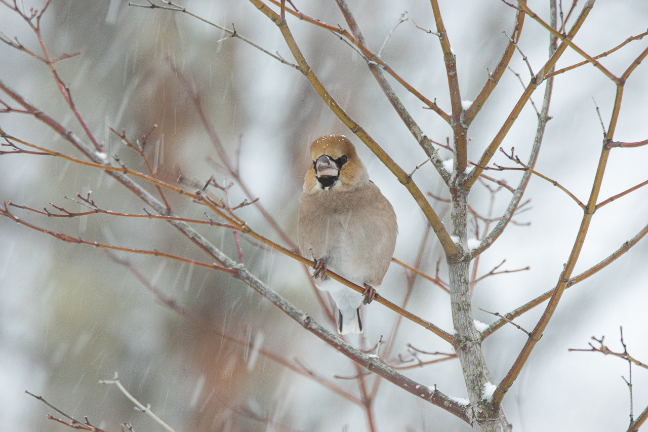 A Hawfinch (Coccothraustes coccothraustes) was holding on a branch on a windy snowy day in Hokkaido, Japan.