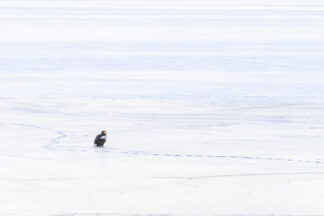 A Steller's sea eagle was standing in the middle of a frozen lake in Hokkaido, Japan.