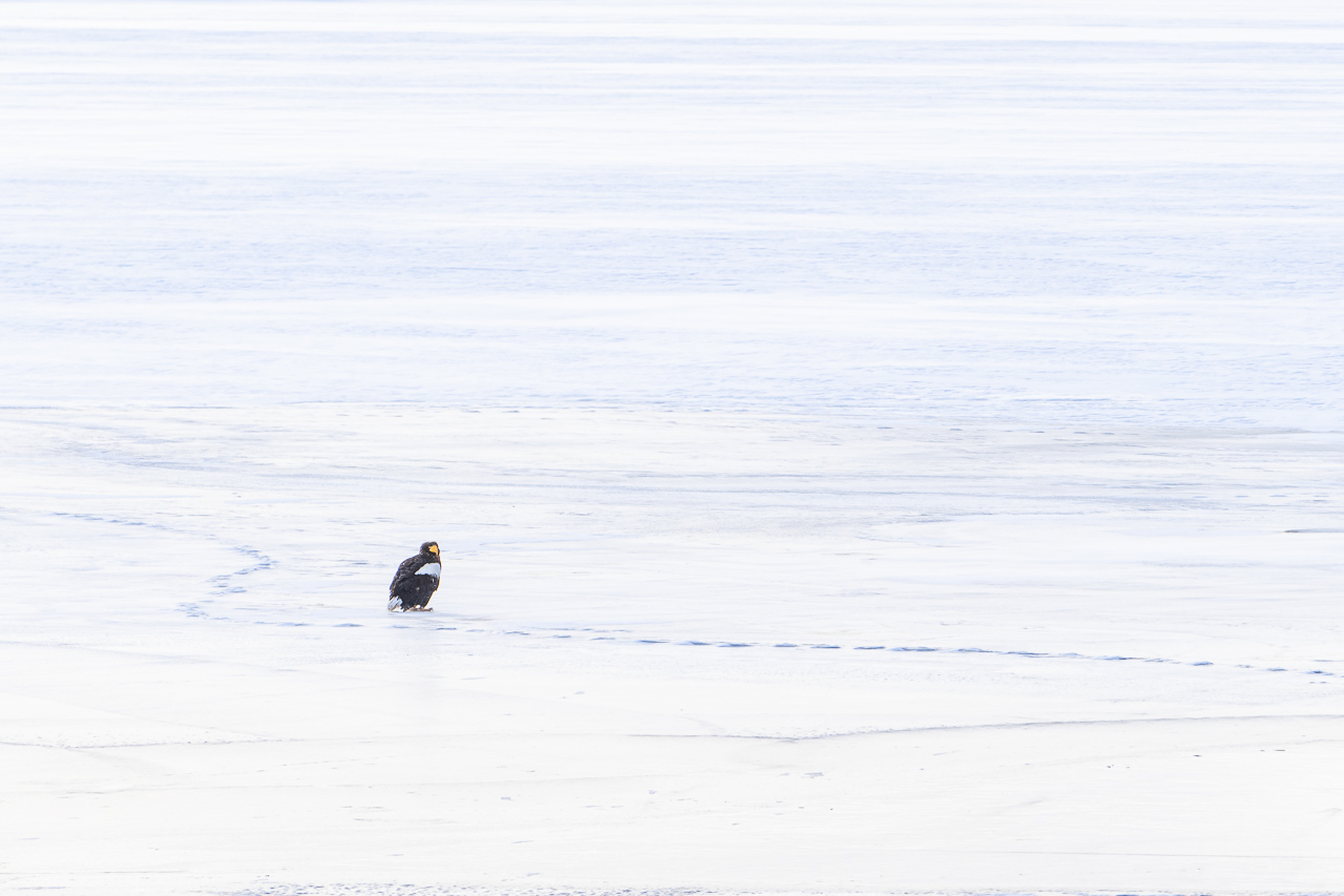 A Steller's sea eagle was standing in the middle of a frozen lake in Hokkaido, Japan.