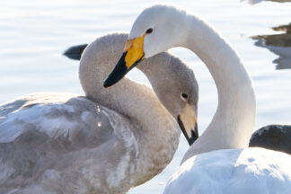A juvenile whooper swan came to visit a hot spring in a lake with his mother in Hokkaido, Japan.