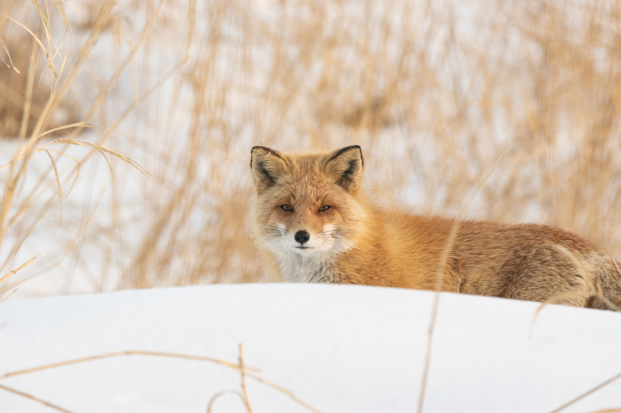 A Ezo Red Fox (Vulpes vulpes schrencki) was in the middle of searchg for food by sticking its nose in the snow in Hokkaido, Japan. For a second, the fox lifted its head and its whiskers were powdered with snow.