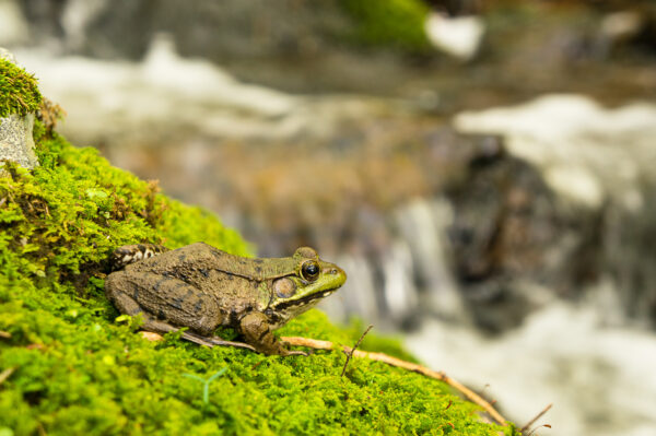 A frog was sitting still just above a stream running through Stokes State Forest in Delaware Water Gap. The sound of river and the smell of green filled the quiet summer forest.