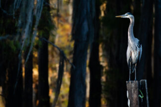 A great blue heron was standing on a wooden pile in Caddo Lake, Texas. The evening sun lit his figure in front of the dark bald cypress forest.
