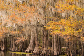 Beautiful autumn colors decorate bald cypress trees at Caddo Lake, Texas.