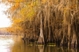 Autumn colors decorate a forest of bald cypress trees along a paddling taril in Caddo Lake, Texas.