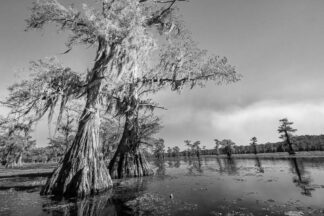 Bald cypress trees stand in Caddo Lake, Texas, along a paddling trail.