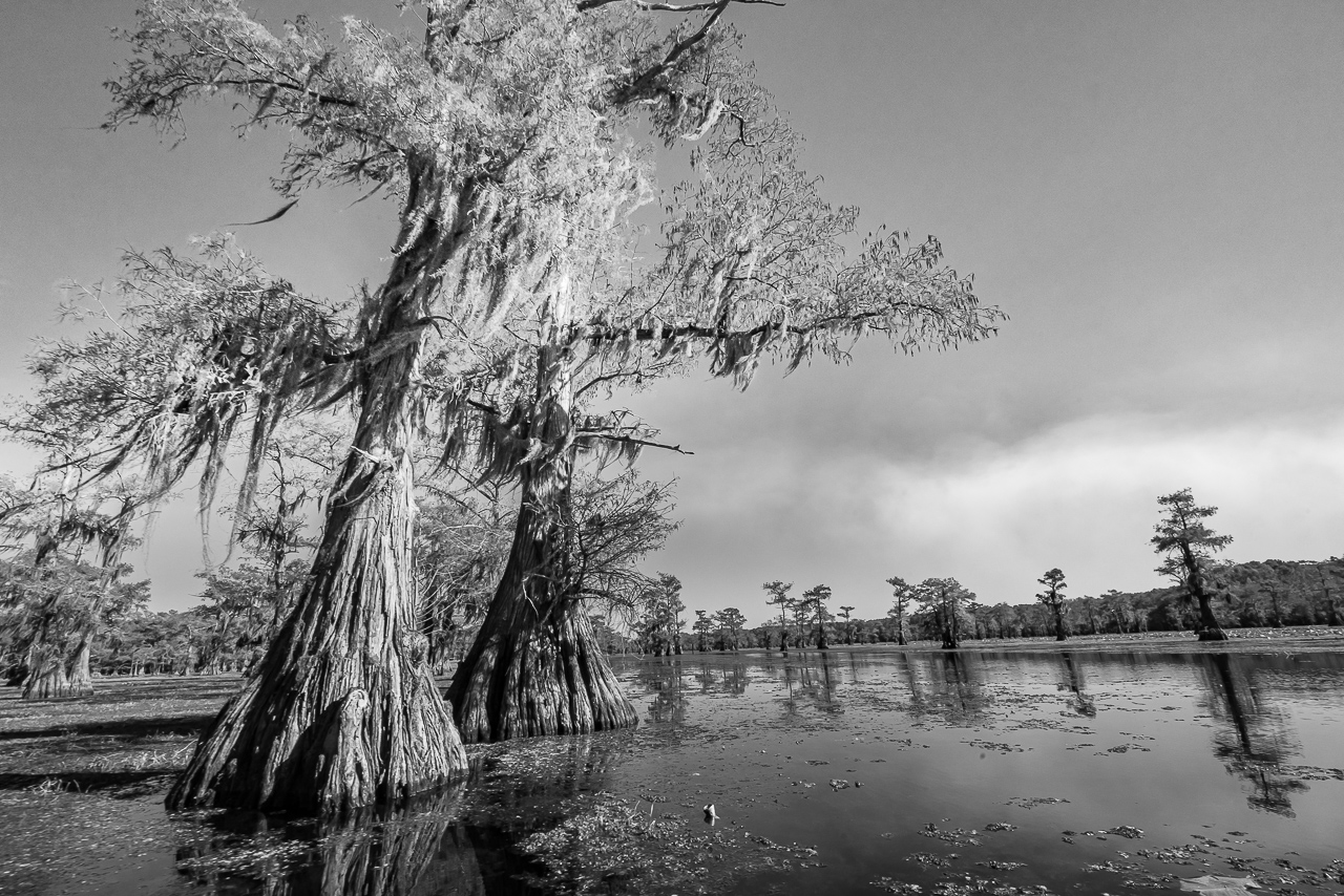 Bald cypress trees stand in Caddo Lake, Texas, along a paddling trail.