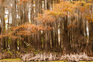 The knees of bald cypress trees were densely growing in front of the forest. Some scientists believe that the knees may help the trees obtain oxgen from the air or help them anchor in the muddy soft soil in the swamp.