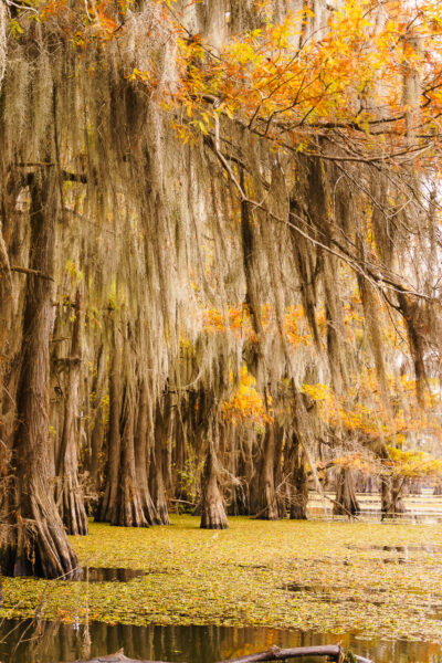 Spanish moss and yellow and orange autumn leaves decorate bald cypress trees like Christmas trees in Caddo Lake, Texas.
