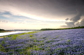 As the humidity builds up in the air, the flowers of bluebonnets are getting ready for the approaching storm in Spicewood, Texas.