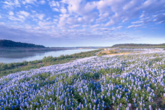 Bluebonnets cover the bank of the Colorado River in Spicewood, Texas.