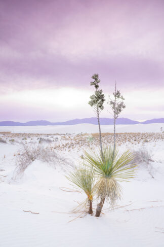 Yucca plants were standing under the moody clouds on a winter day at White Sands National Monument in New Mexico.