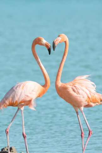 Two American flamingos (Phoenicopterus ruber) walked toward each other and formed a heart shape with their necks and beaks in Bonaire, Dutch Caribbean.