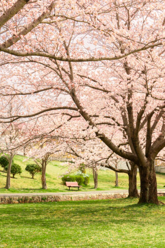 Beautiful cherry blossoms of Sakura trees fill the sky above a bench on a spring day in Japan.