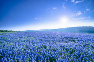 A beautiful field of bluebonnets shines under the Texas sun.