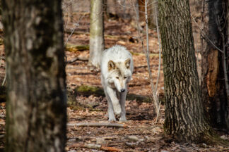 A white Arctic Wolf was walking in a forest at a wolf preserve in the United States.